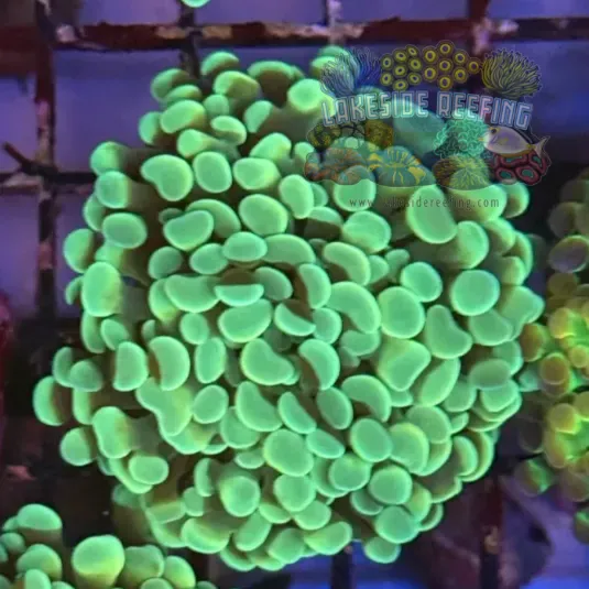 Mint Green/Gold Hammer Coral R2D8