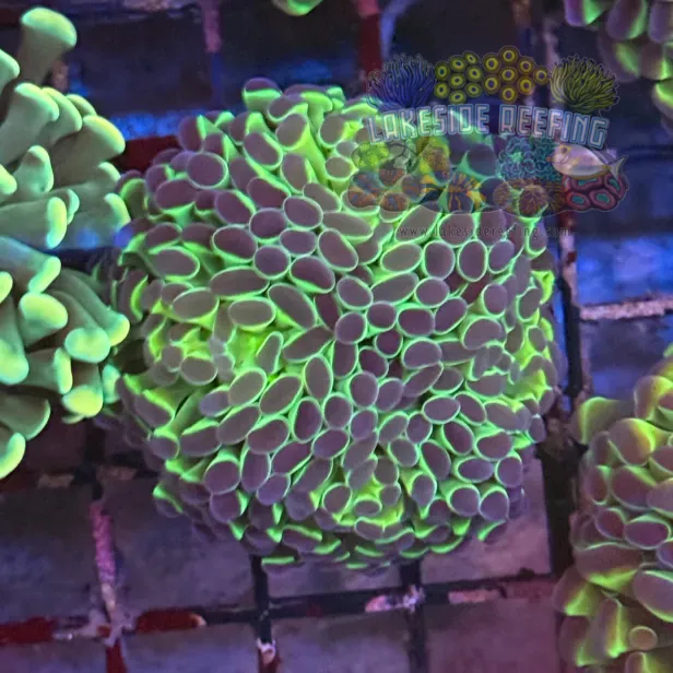 Hologram Hammer Coral R2E2