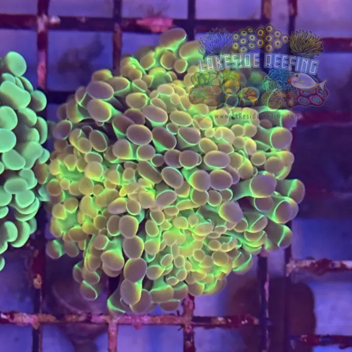 Ultra Hologram Hammer Coral R2E6