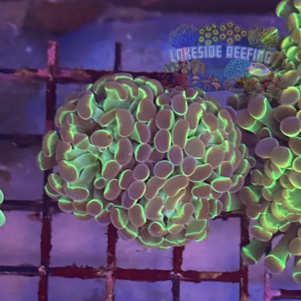 Ultra Hologram Hammer Coral R2E7