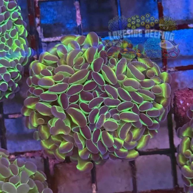 Ultra Hologram Hammer Coral R3A1