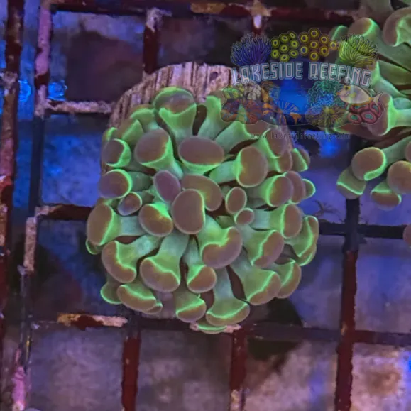 Ultra Hologram Hammer Coral R3A5