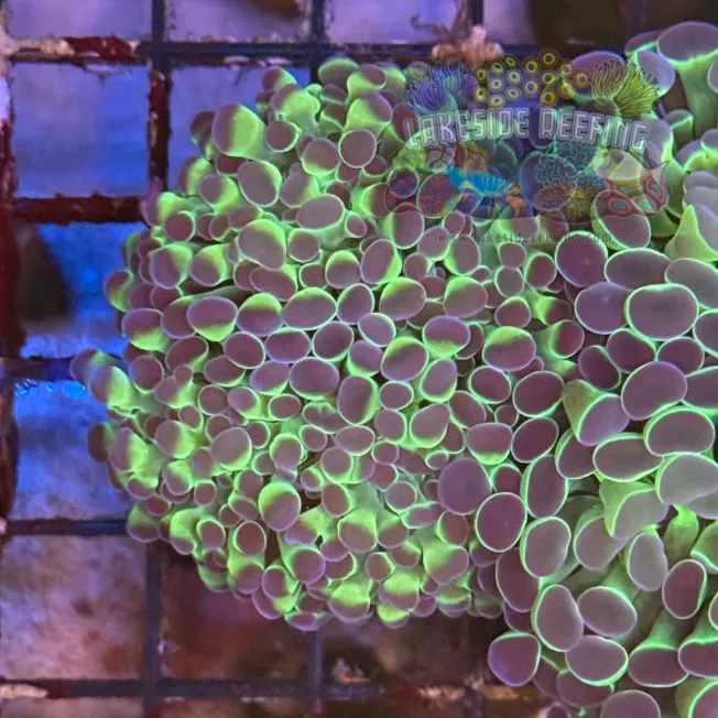 Ultra Hologram Hammer Coral R3A6