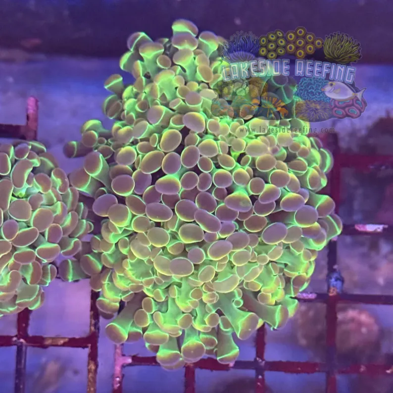 Ultra Hologram Hammer Coral R3A9