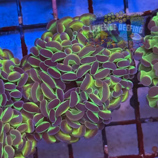 Ultra Hologram Hammer Coral R3C1
