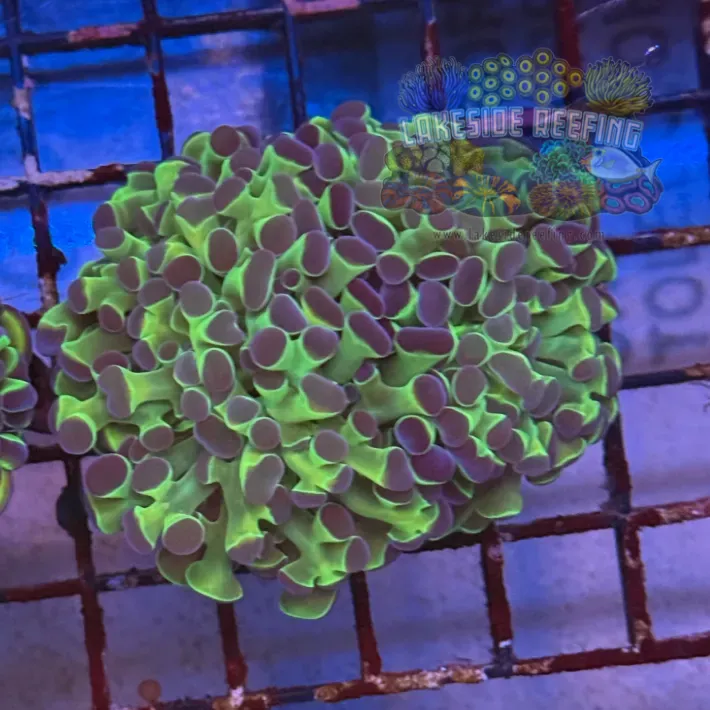 Ultra Hologram Hammer Coral R3D1
