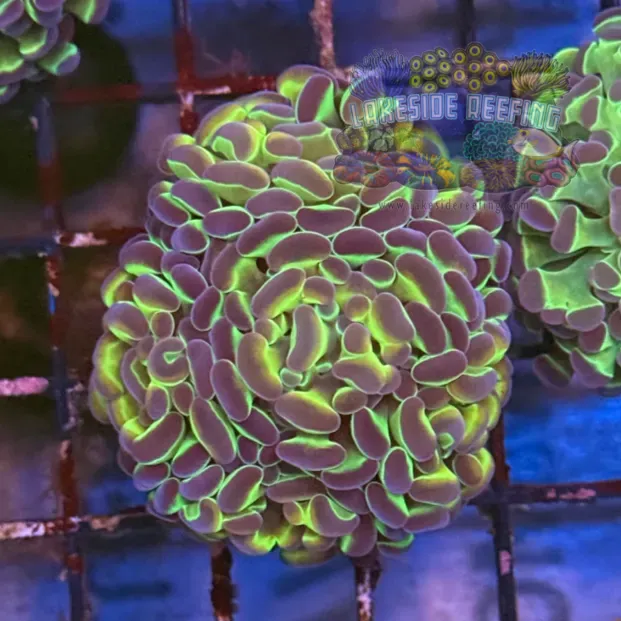 Ultra Hologram Hammer Coral R3B2