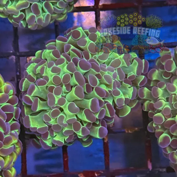 Ultra Hologram Hammer Coral R3C2