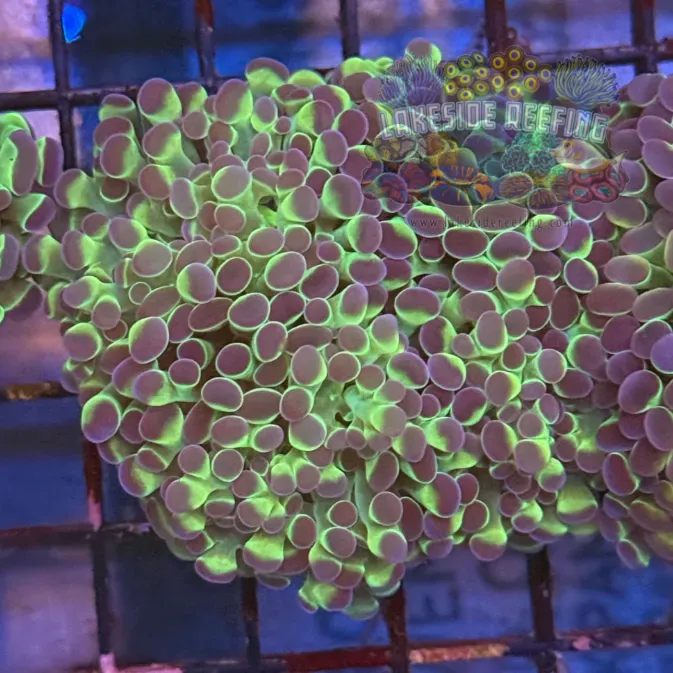 Ultra Hologram Hammer Coral R3D2