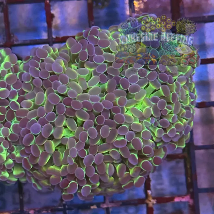 Ultra Hologram Hammer Coral R3E2