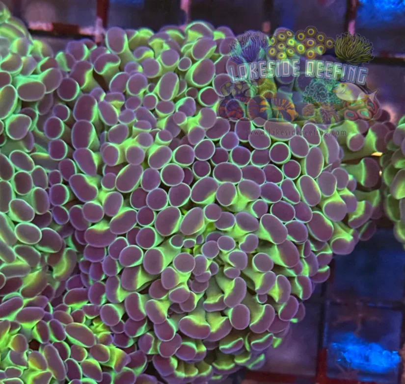Ultra Hologram Hammer Coral R3B3
