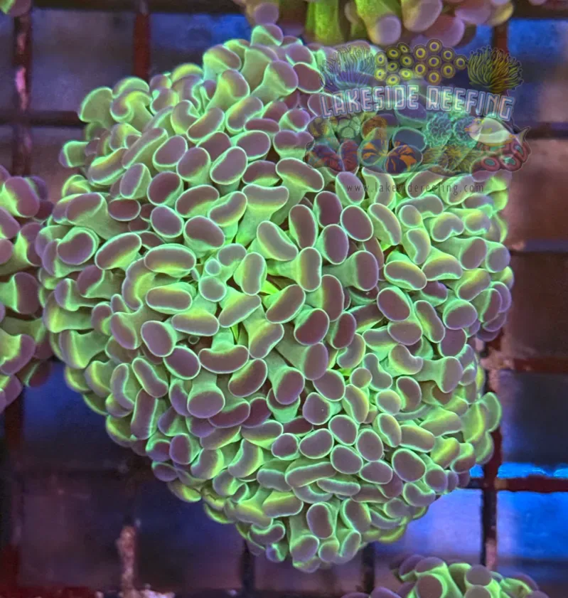 Ultra Hologram Hammer Coral R3C3