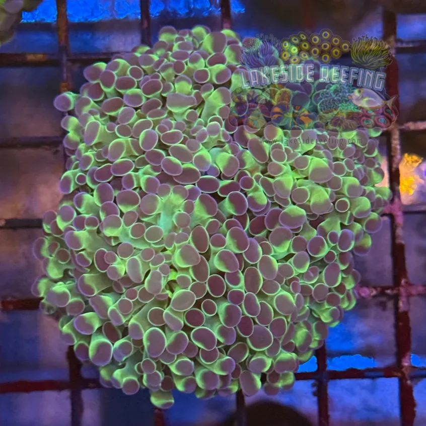 Ultra Hologram Hammer Coral R3D3