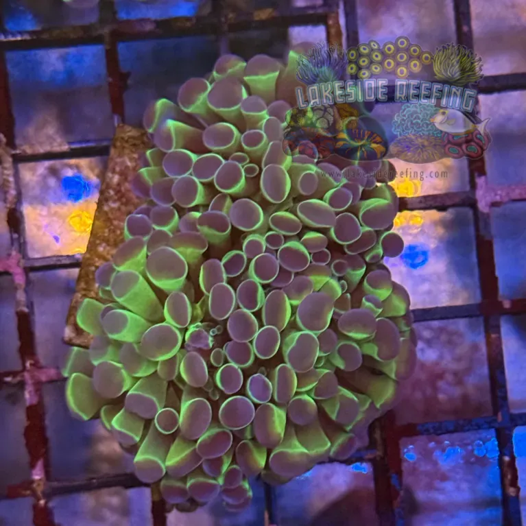 Ultra Hologram Hammer Coral R3E3