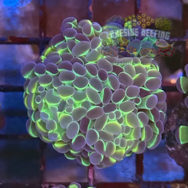Ultra Hologram Hammer Coral R3D4