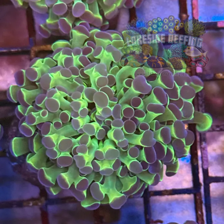 Ultra Hologram Hammer Coral R3E4