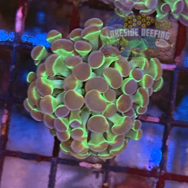 Ultra Hologram Hammer Coral R3C5