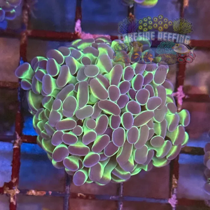 Ultra Hologram Hammer Coral R3D5