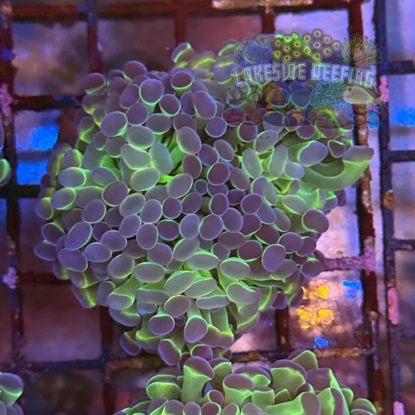 Ultra Hologram Hammer Coral R3E5