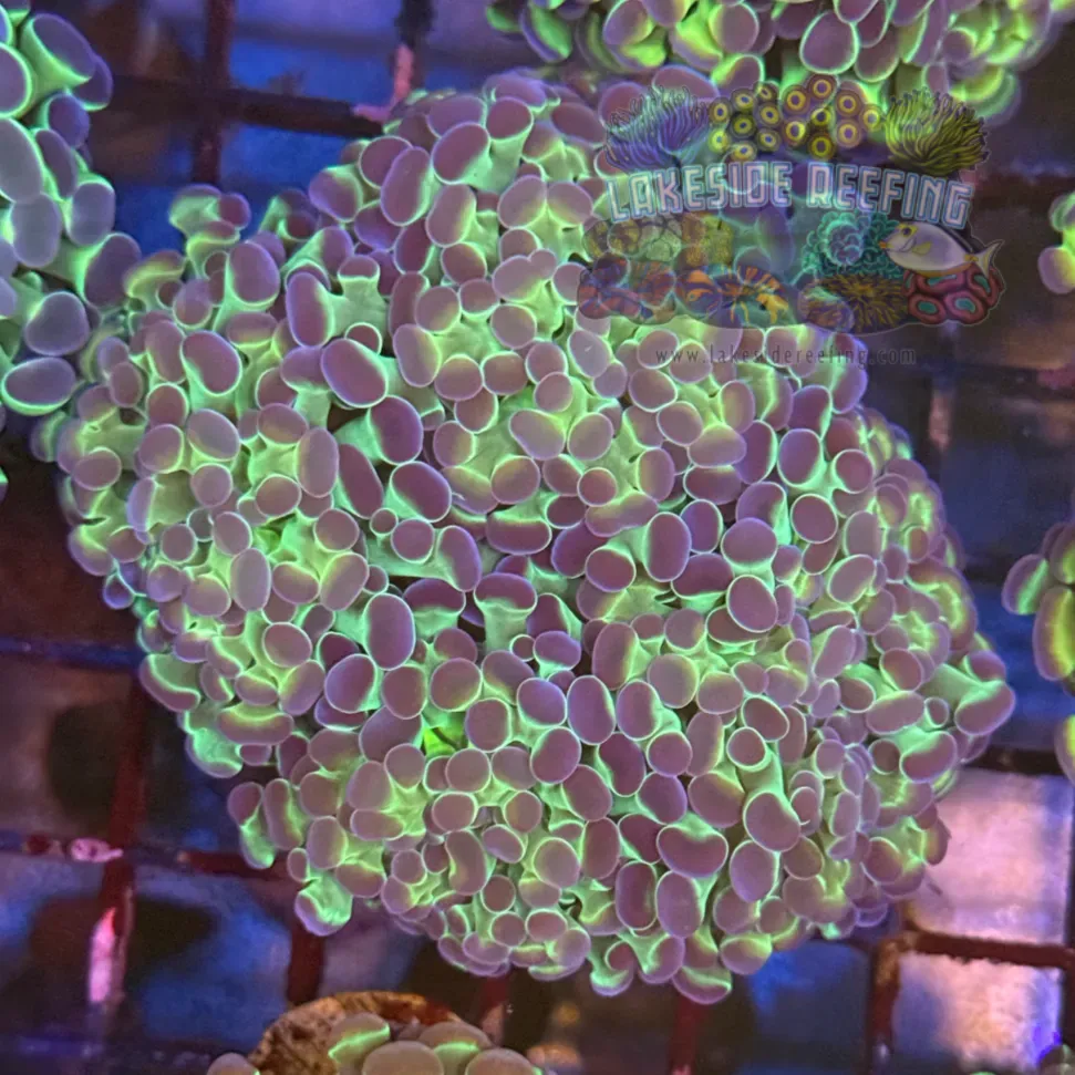 Ultra Hologram Hammer Coral R3C6