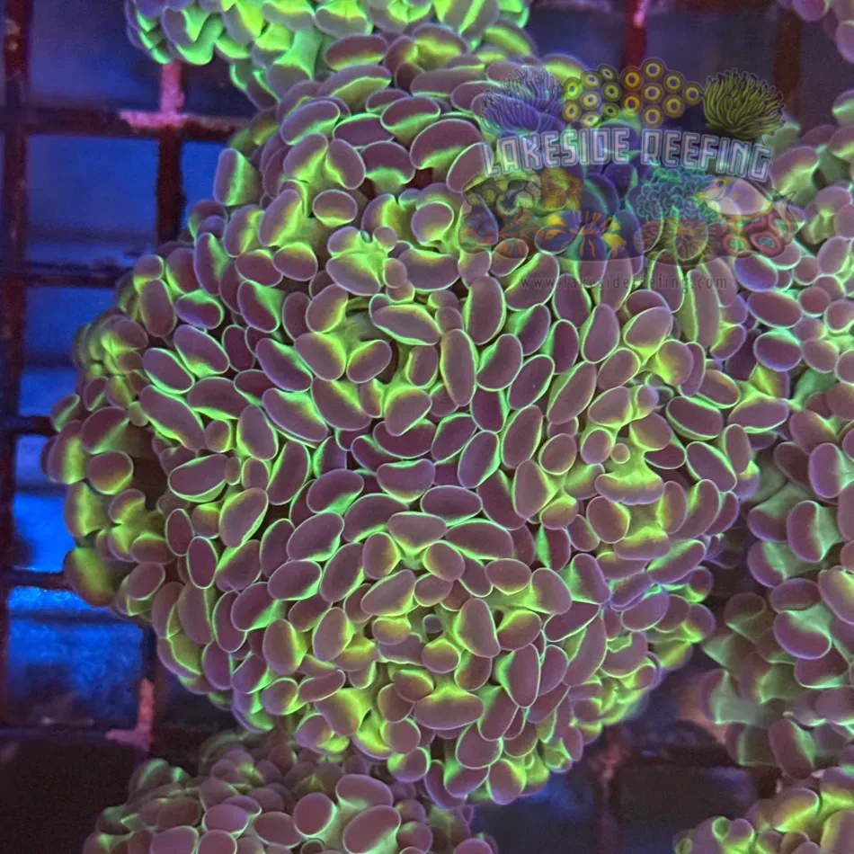 Ultra Hologram Hammer Coral R3C7