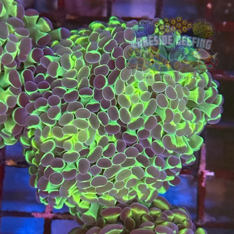 Ultra Hologram Hammer Coral R3C8