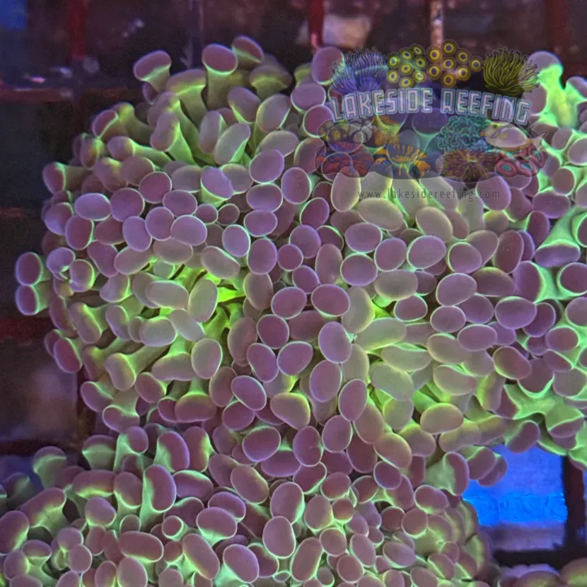 Ultra Hologram Hammer Coral R3D8