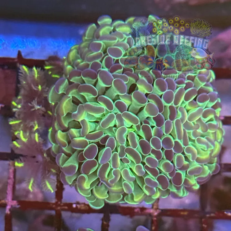 Ultra Hologram Hammer Coral R3B9