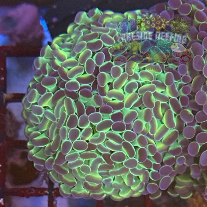 Ultra Hologram Hammer Coral R3C9