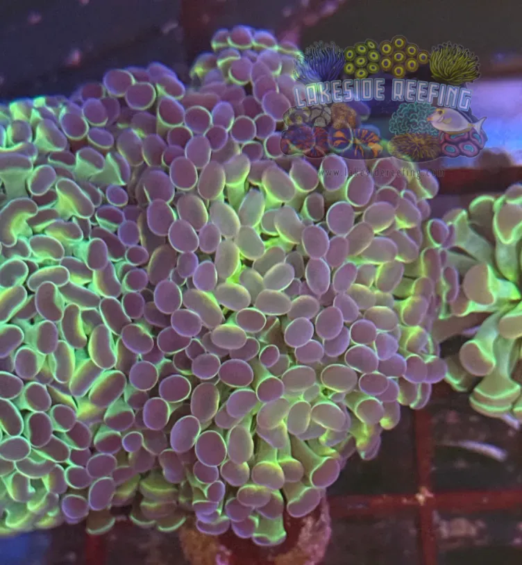 Ultra Hologram Hammer Coral R3D9