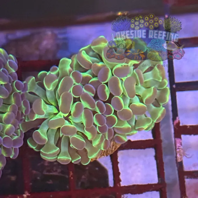 Ultra Hologram Hammer Coral R3E9