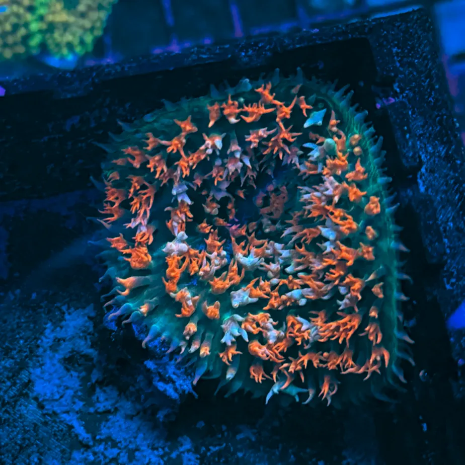 Green and Fuzzy Red Saint Thomas Mushroom Coral