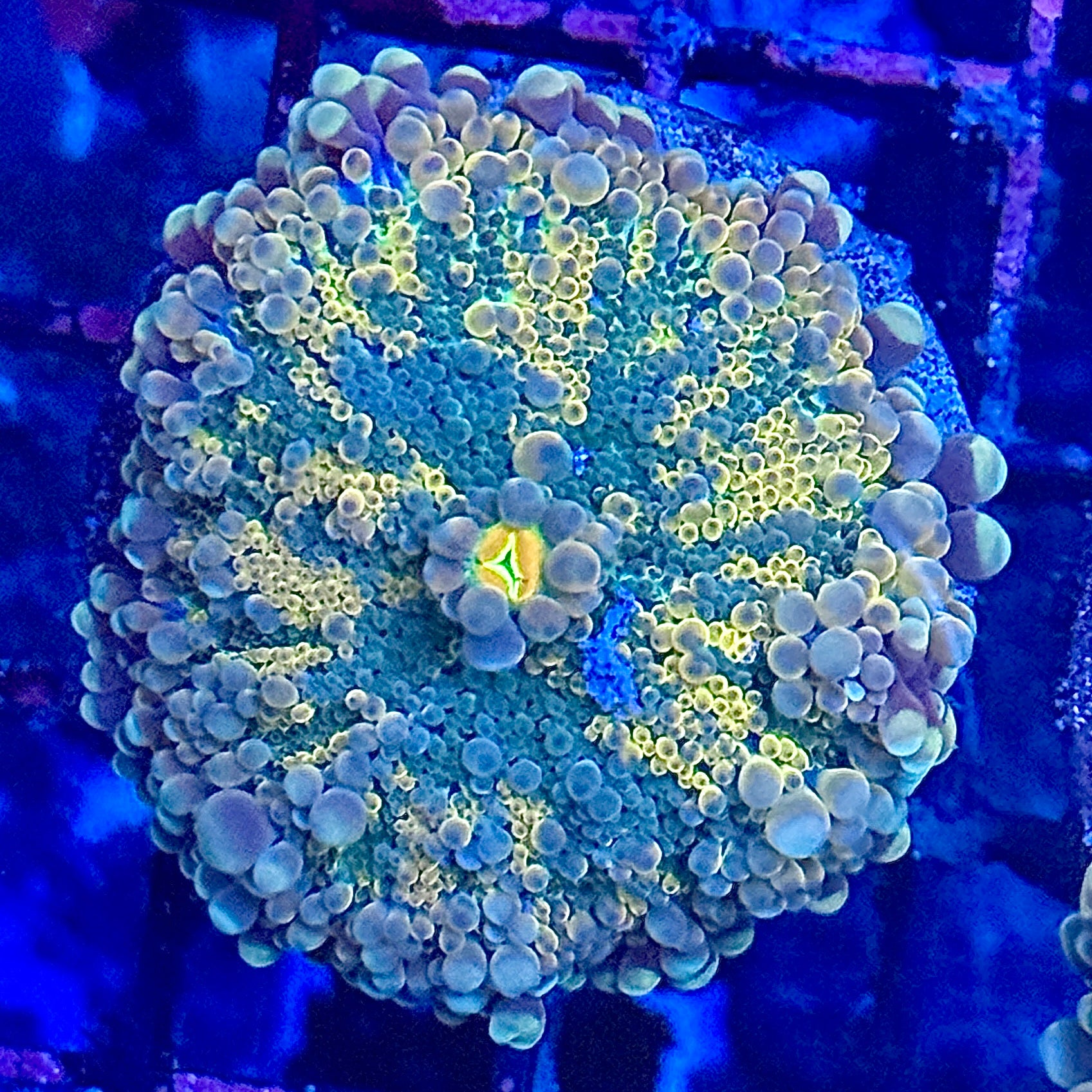 Ultra Rainbow Yuma Mushroom 2