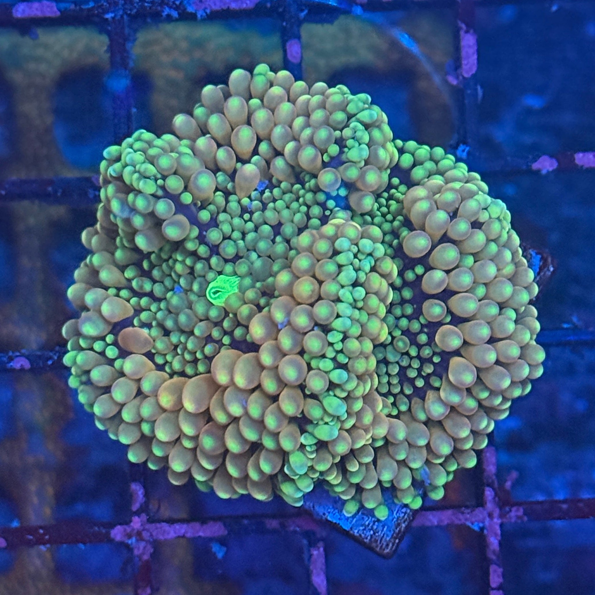 Ultra Ricordia Mushroom D1
