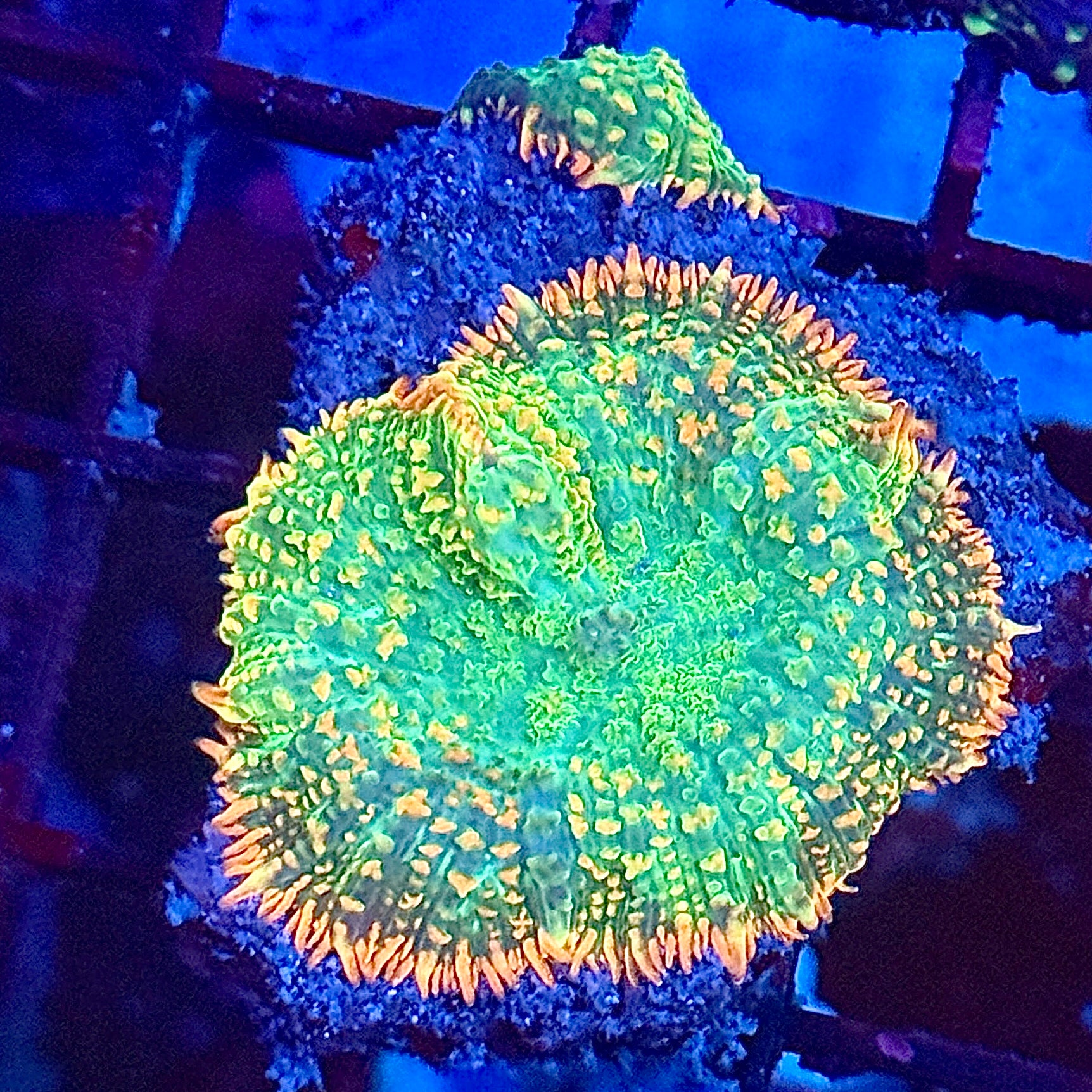 Tequila Sunrise Mushroom Coral