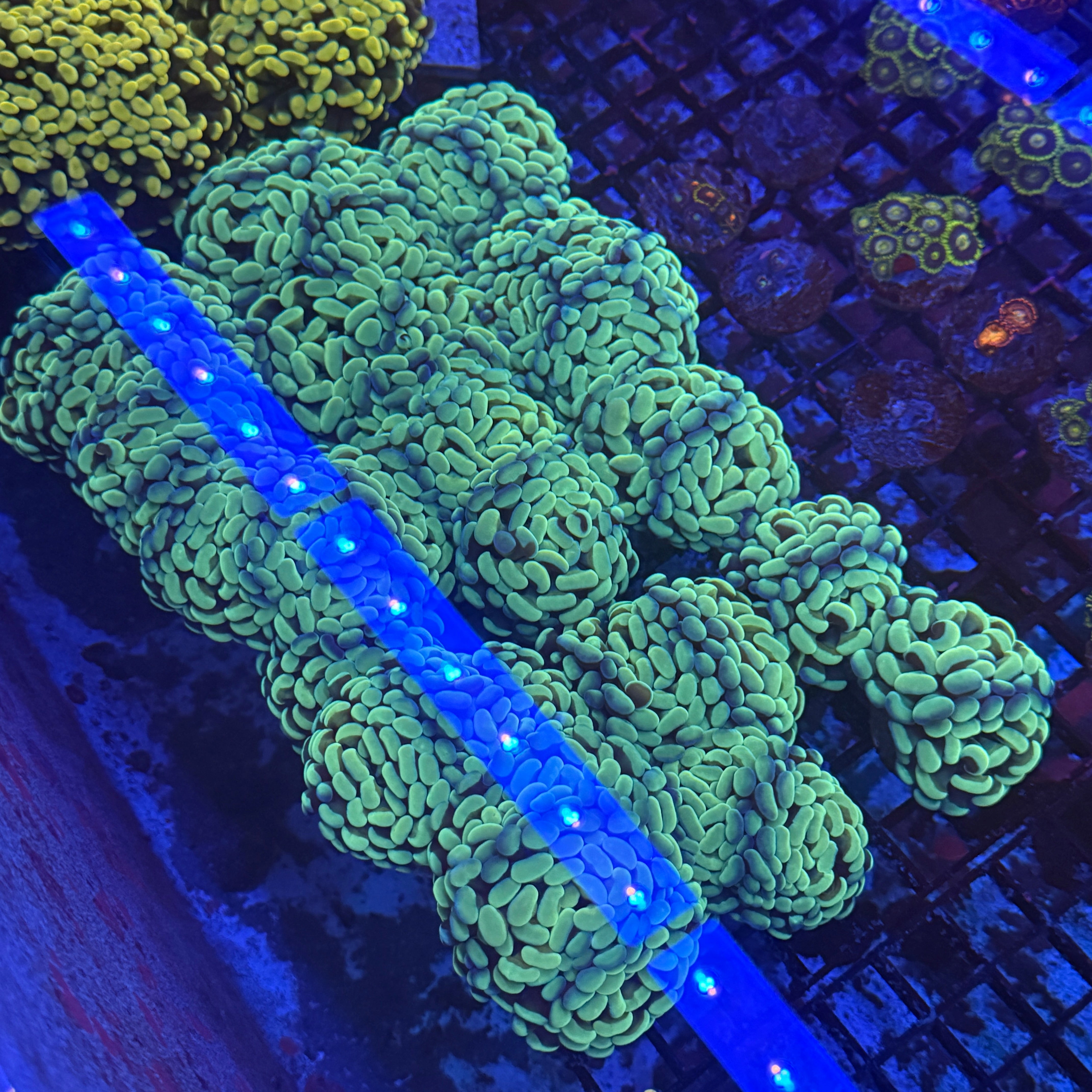 Aquacultured Ultra Master Branching Hammer Coral