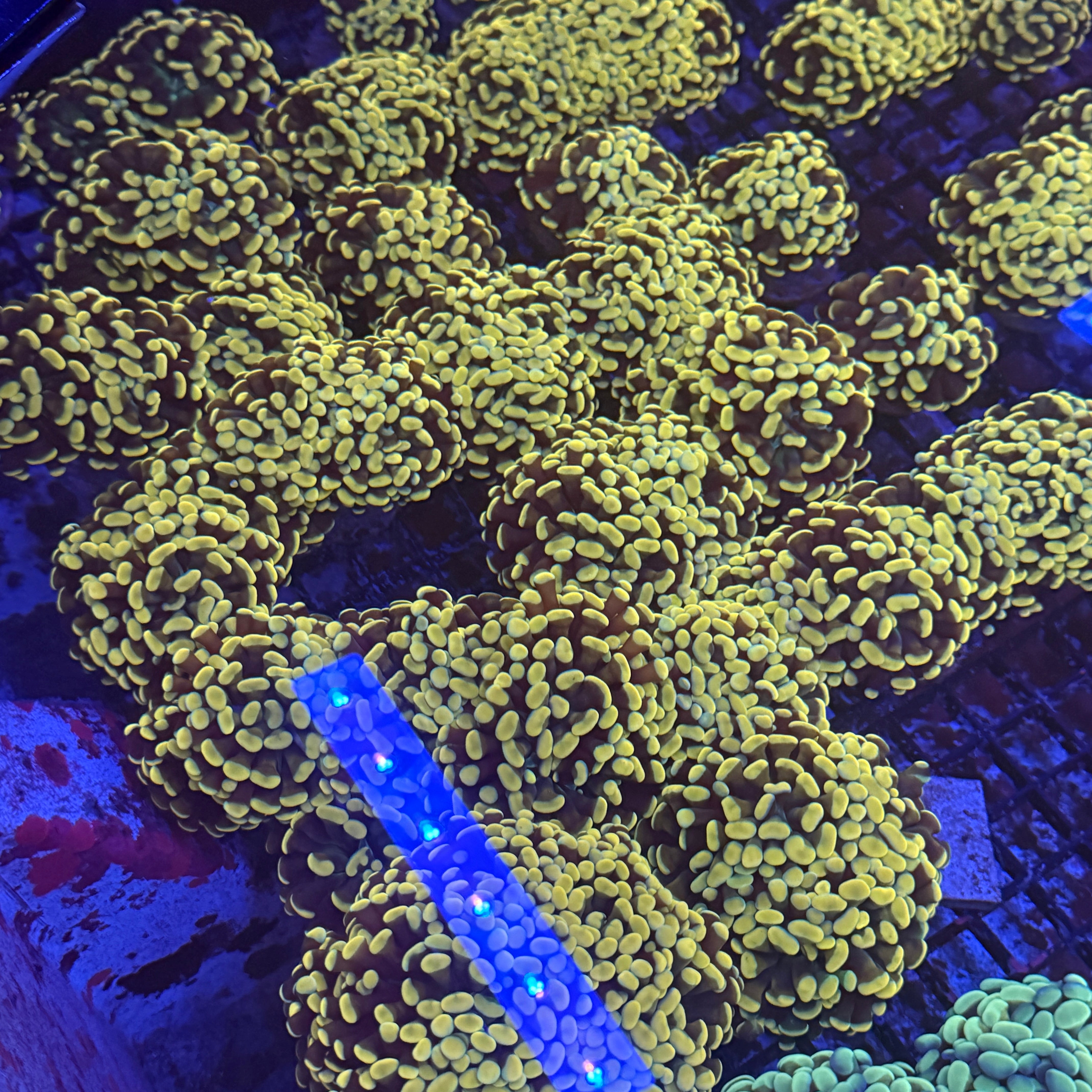 Aquacultured Ultra Gold Branching Hammer Coral