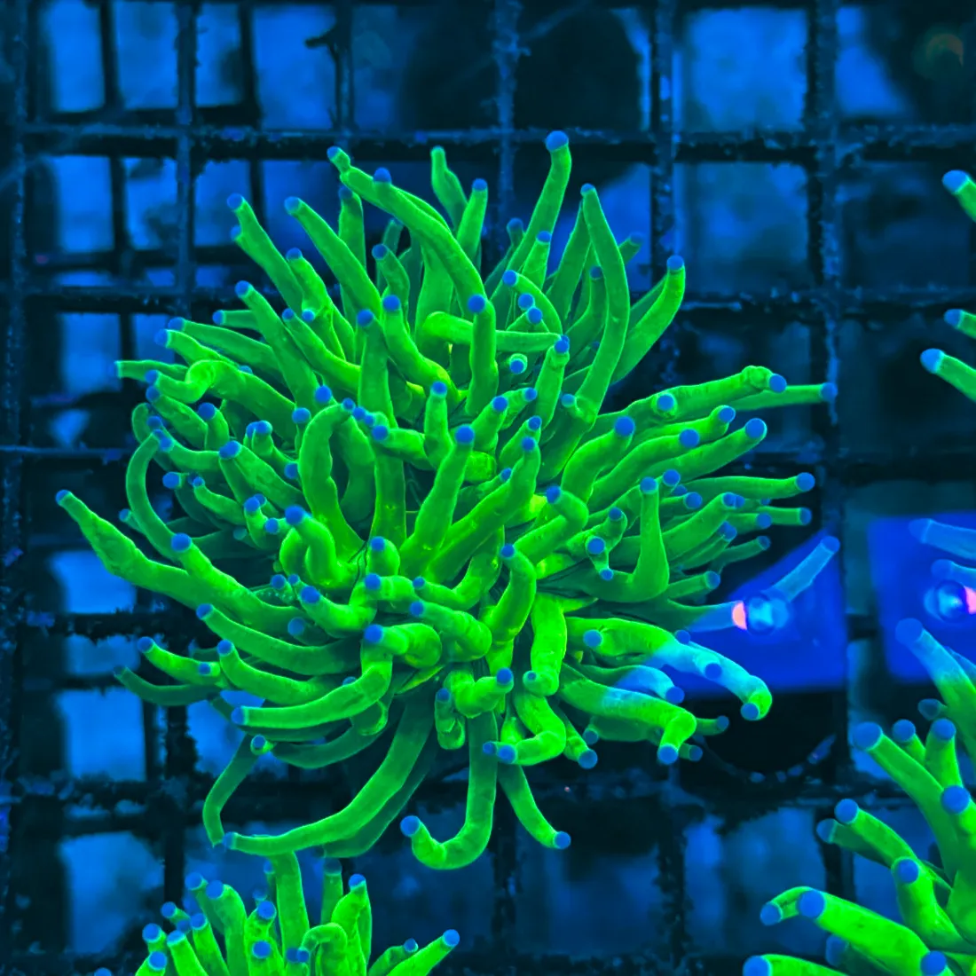 Bright Lime with Blue Tips Indo Torch Coral T1A2