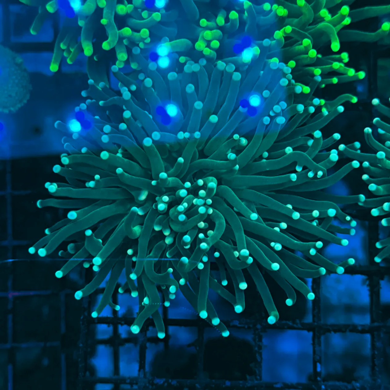 Deep Green with Light Tips Indo Torch Coral T1A3