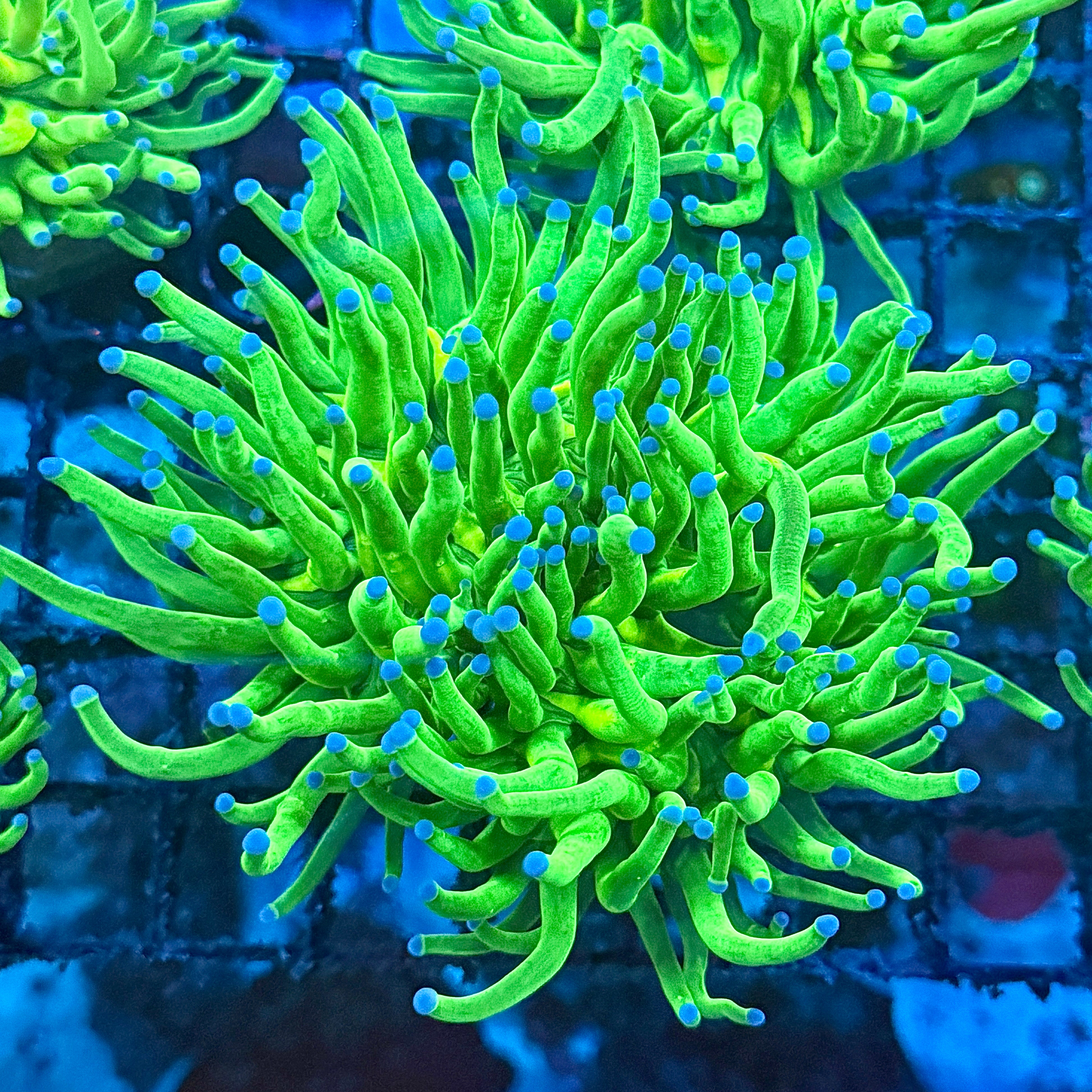 Bright Lime with Blue Tips Indo Torch Coral T1B1