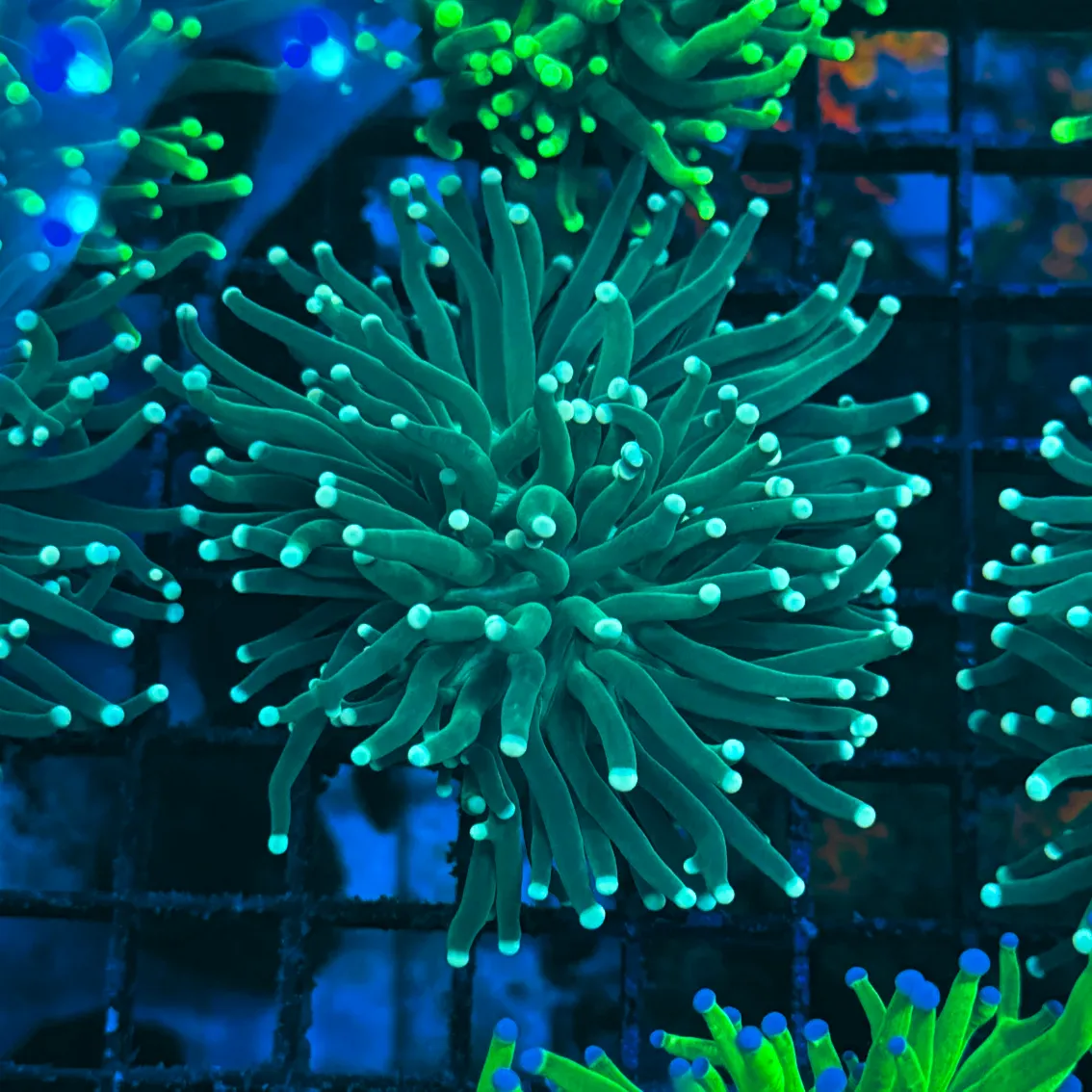 Deep Green with Light Tips Indo Torch Coral T1B3