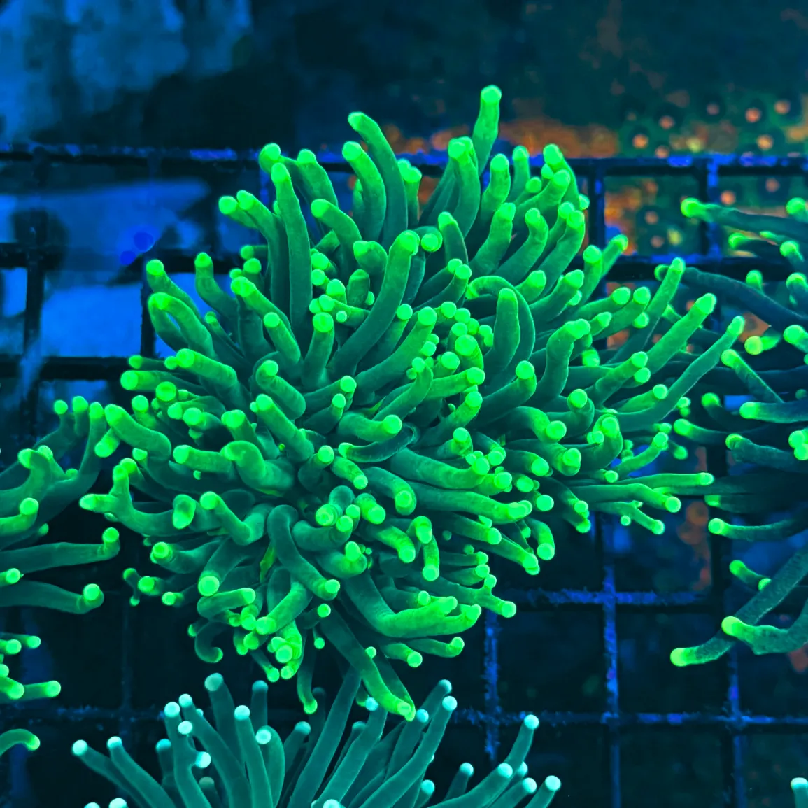 Green with Light Tips Indo Torch Coral T1B4