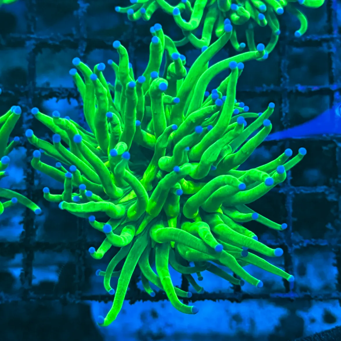 Bright Key Lime with Blue Tips Indo Torch Coral T1C1