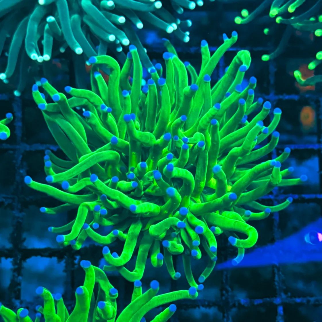 Bright Key Lime with Blue Tips Indo Torch Coral T1C2