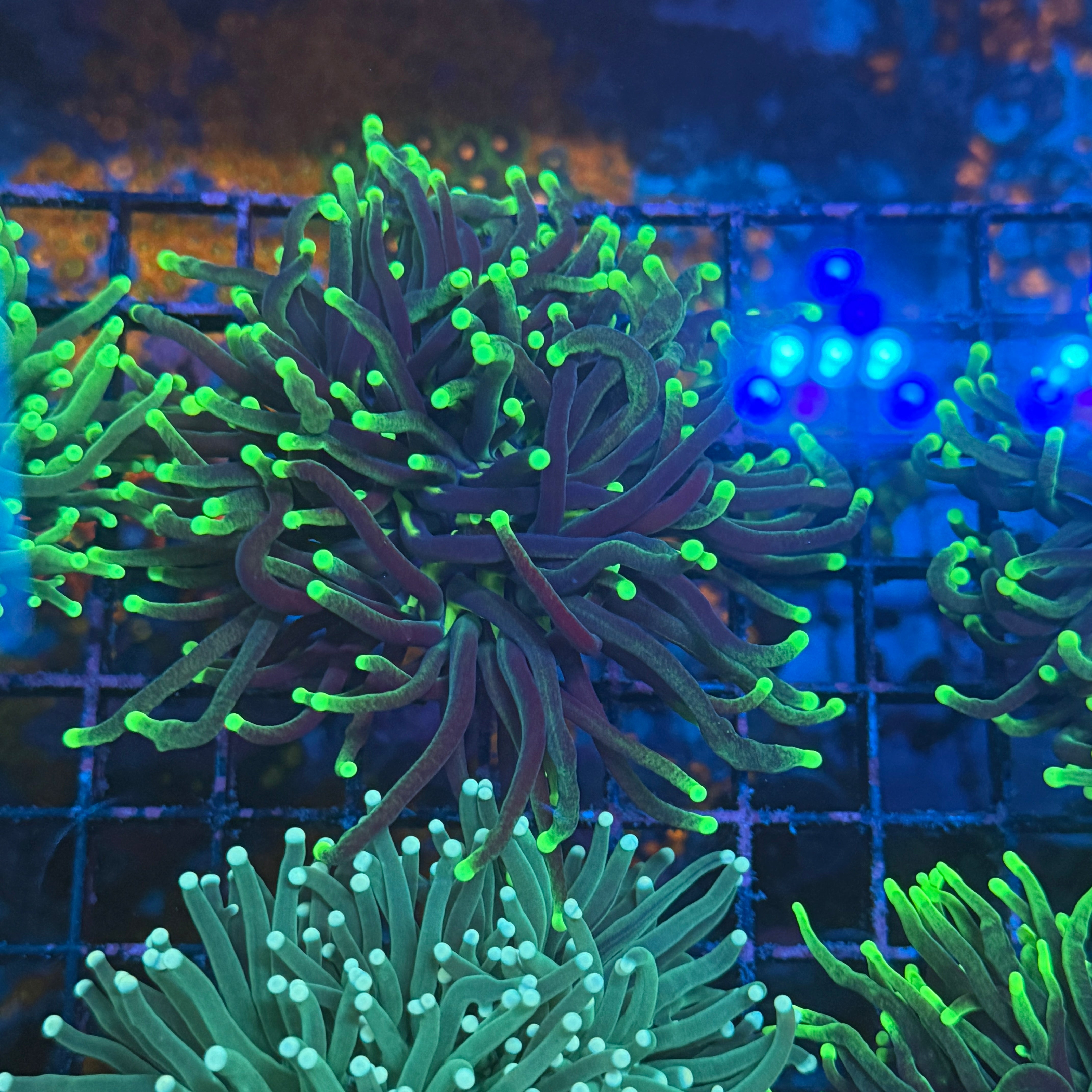 Blacklight Glow Indo Torch Coral T1C4