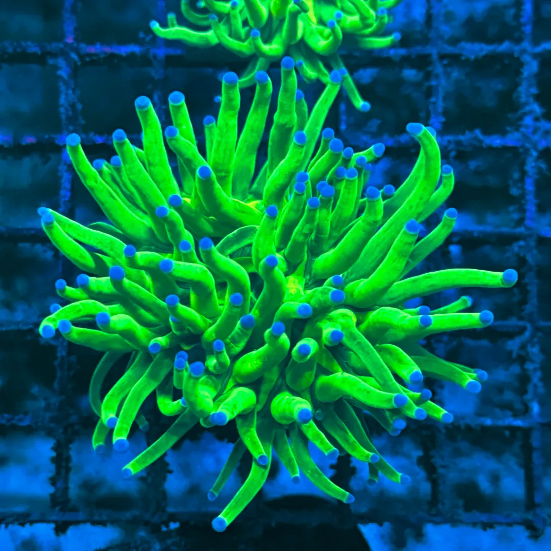 Bright Key Lime with Blue Tips Torch Coral T1D1