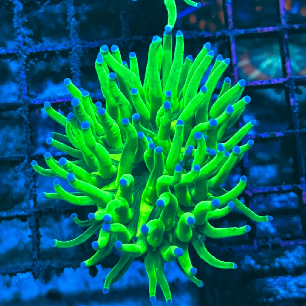 Bright Key Lime with Blue Tips Torch Coral T1E1