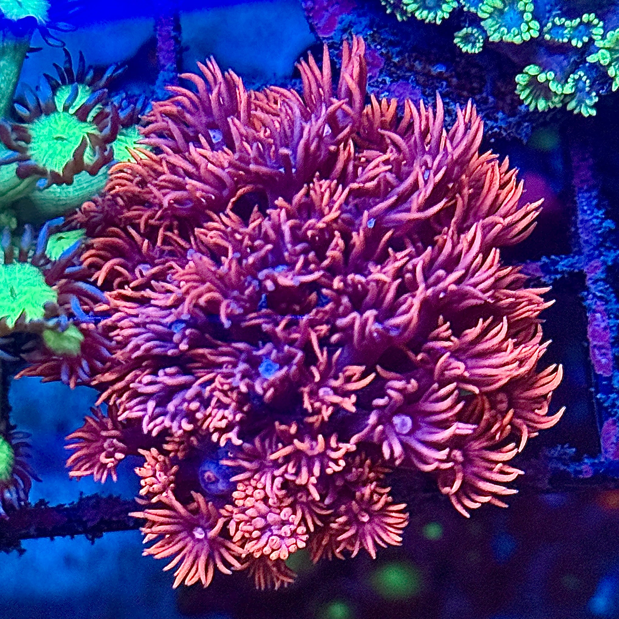 Ultra Rainbow Goni Coral Frag