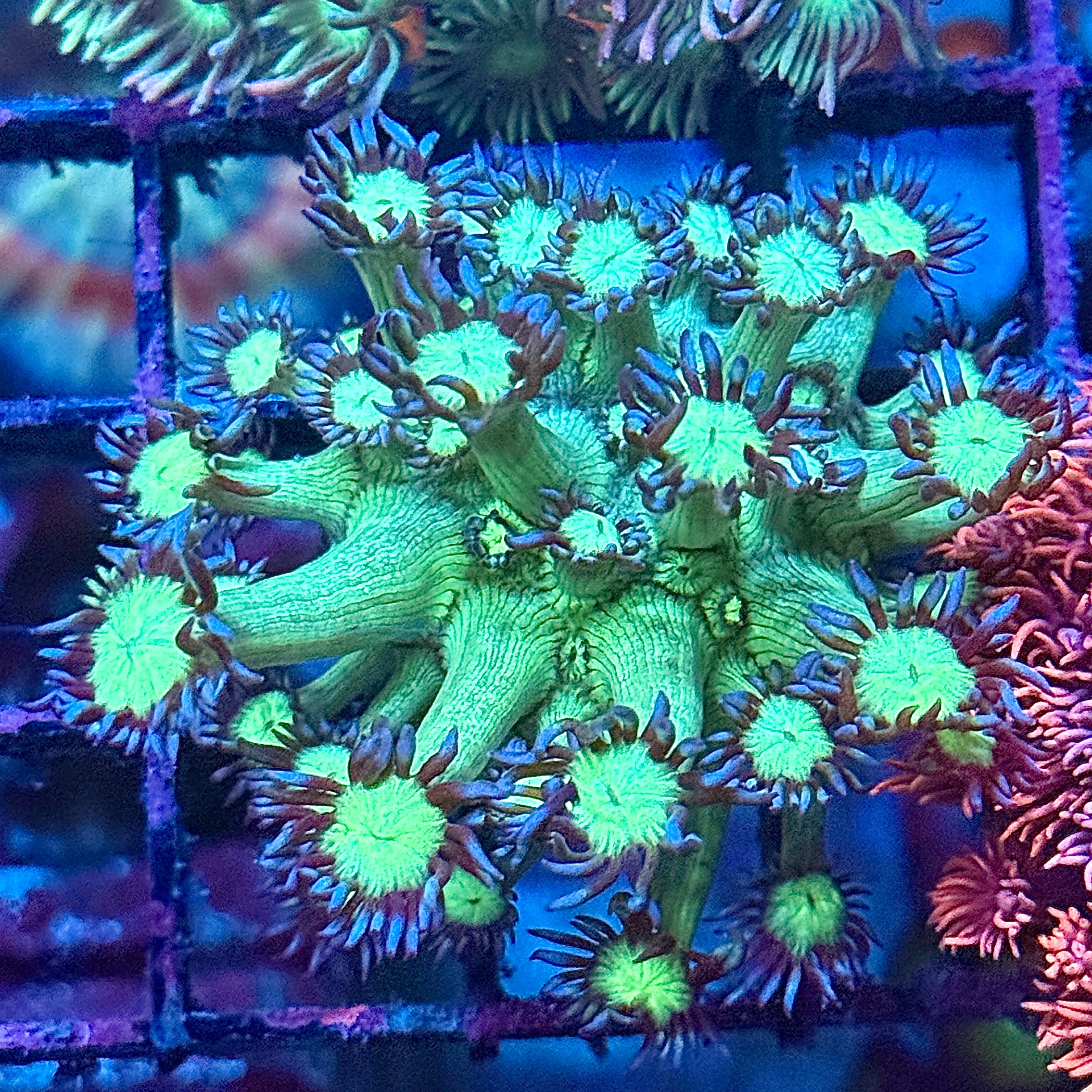Green with Iced Tips Goni Coral Frag