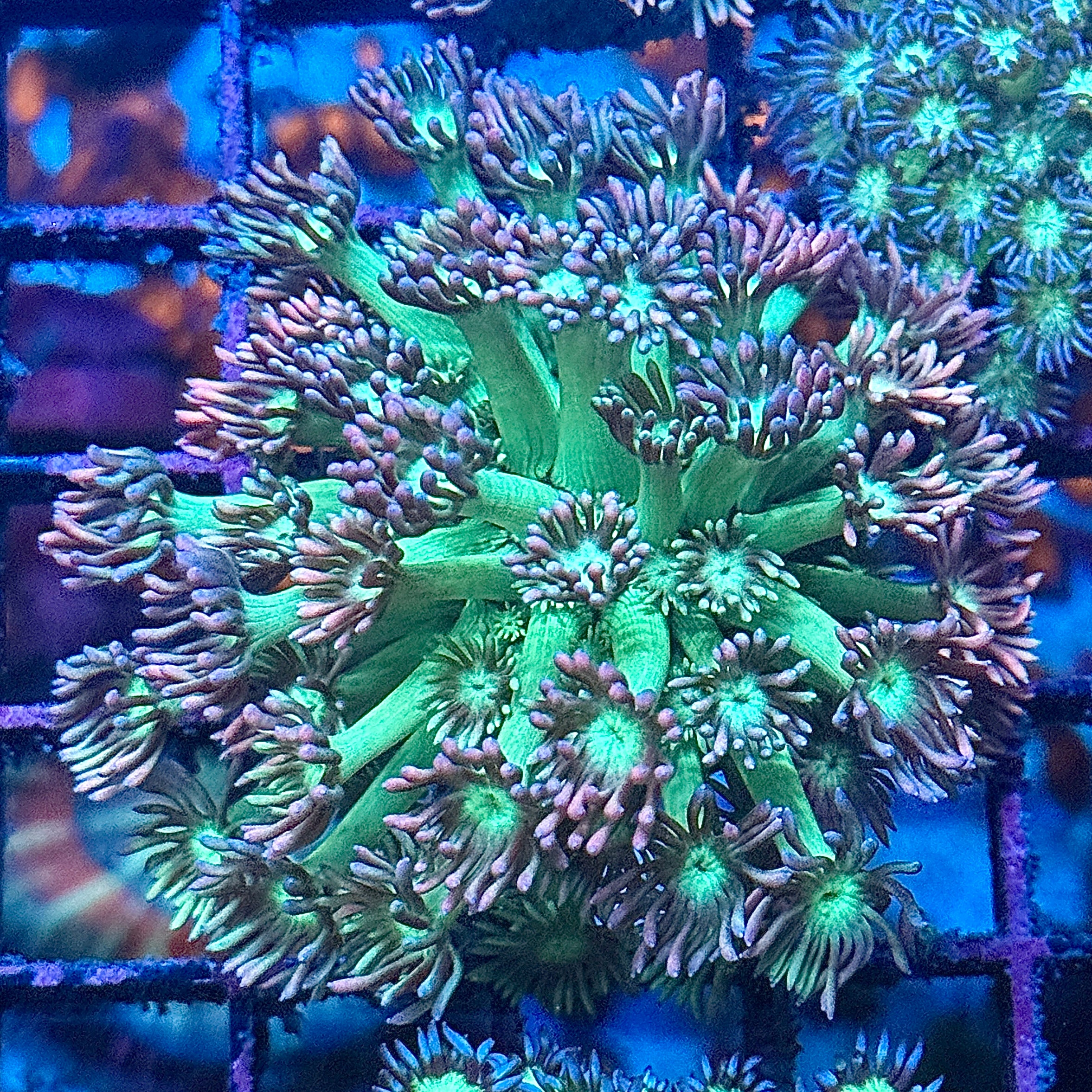 Green with Rainbow Tips Goni Coral Frag